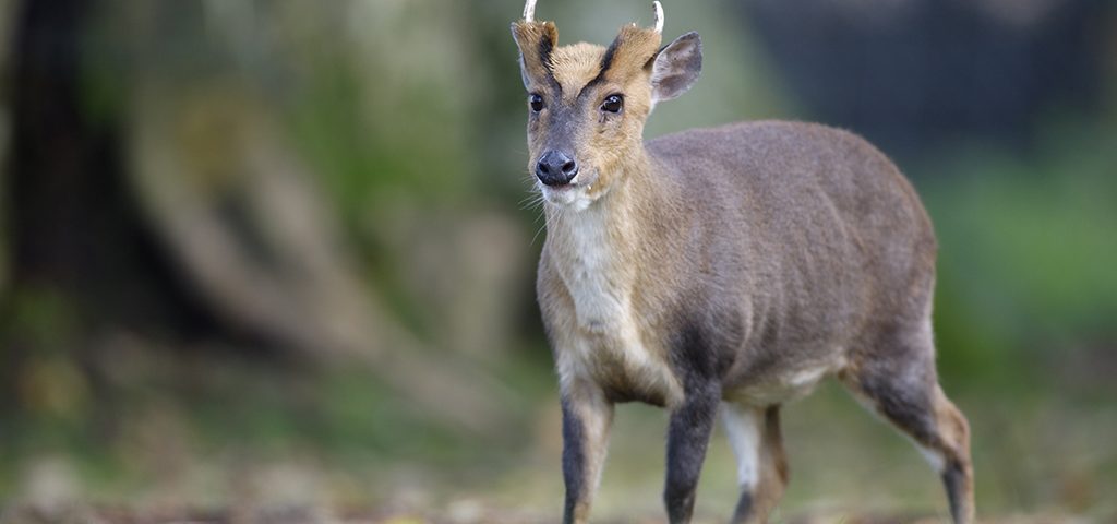 Chinese muntjac, Muntiacus reevesi, male, Wales