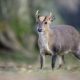 Chinese muntjac, Muntiacus reevesi, male, Wales