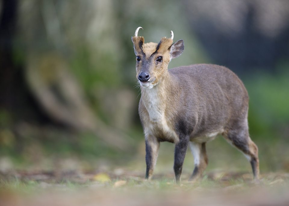 Chinese muntjac, Muntiacus reevesi, male, Wales